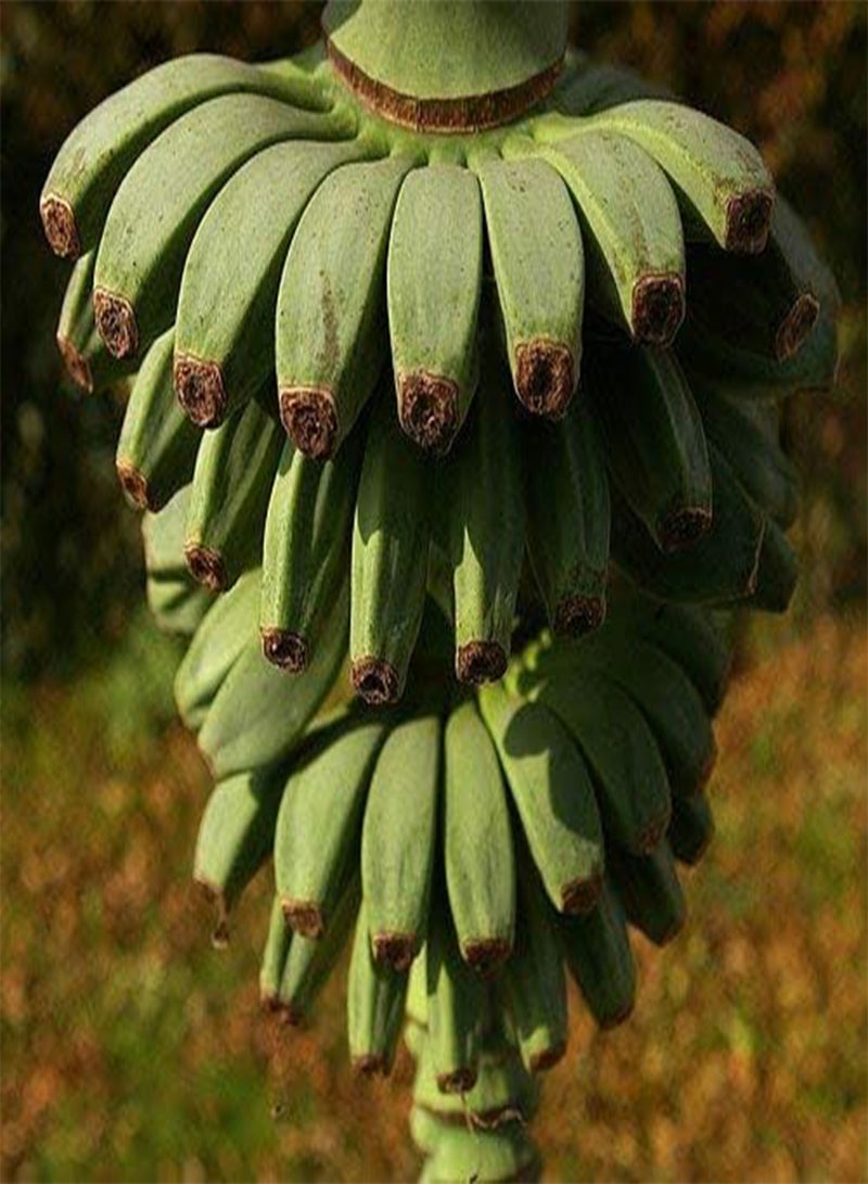 GGOOT Musa basjoo (Japanese fibre banana) in 9cm Pot - Indoor Plant - Flowers in Summer (1 Plant) - Image 4