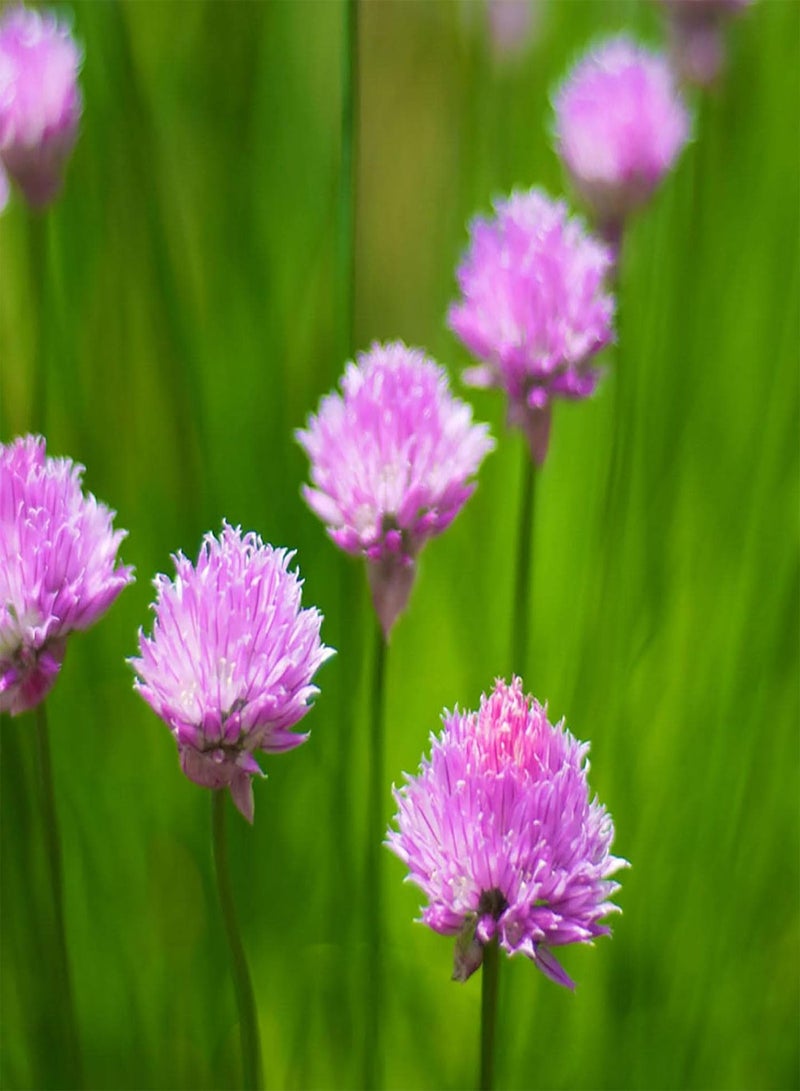 جي جوت 300 قطعة من بذور الثوم المعمر الطازجة عالية الغلة، نباتات الحدائق المعمرة، بذور أعشاب طازجة للحديقة والشرفة والزراعية الخارجية، بذور البصل الأخضر من إيزو - Image 1