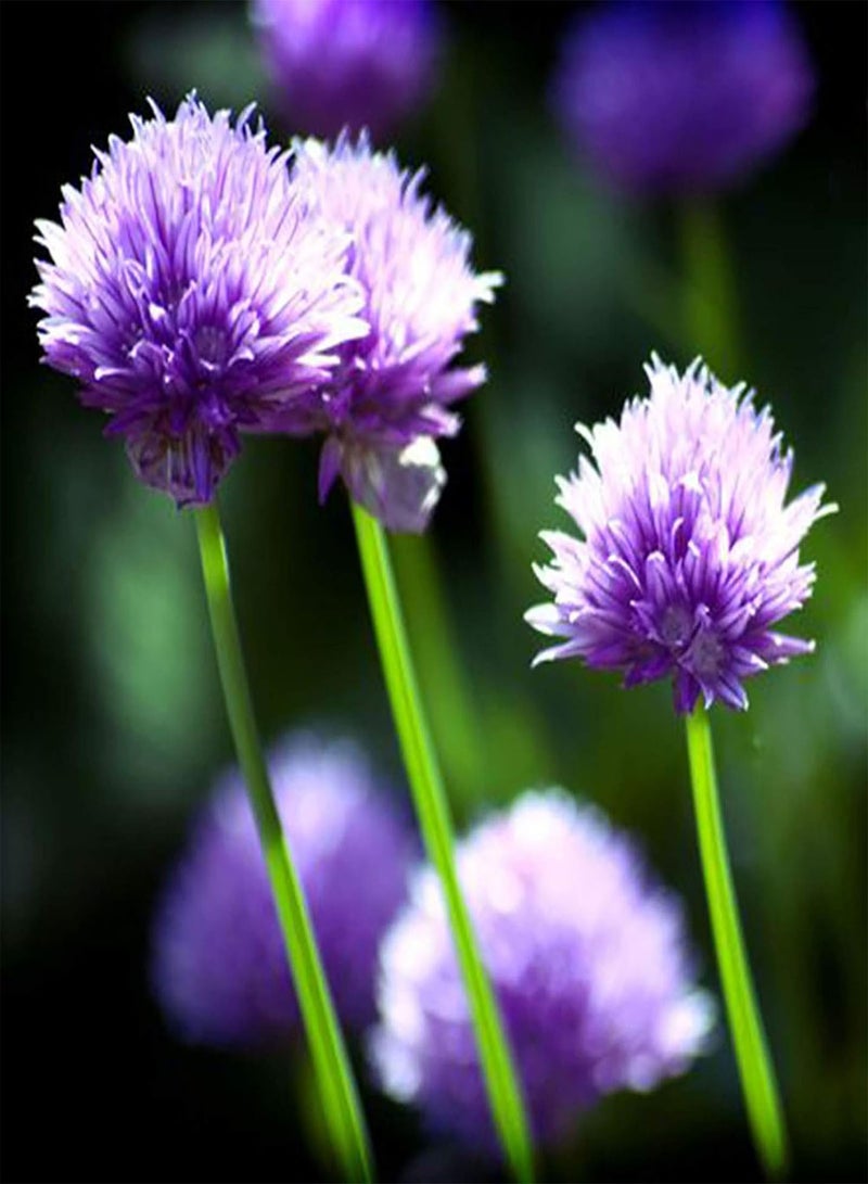 جي جوت 300 قطعة من بذور الثوم المعمر الطازجة عالية الغلة، نباتات الحدائق المعمرة، بذور أعشاب طازجة للحديقة والشرفة والزراعية الخارجية، بذور البصل الأخضر من إيزو - Image 2