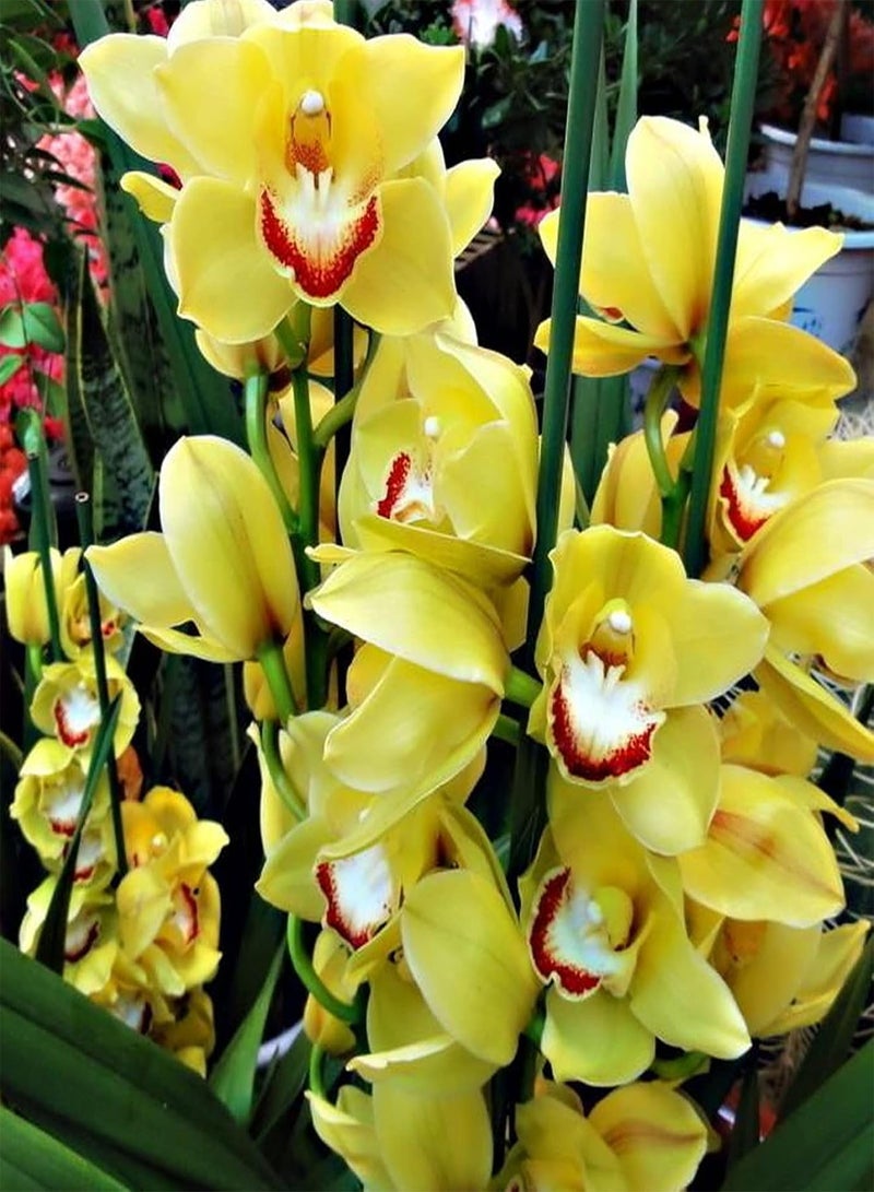 جي جوت 100 قطعة من بذور الزهور الفاخرة، بذور سيمبيديوم فابيري المزهرة الصديقة للبيئة، بذور زهور برتقالية عطرية طازجة للحديقة باللون الأصفر - Image 1