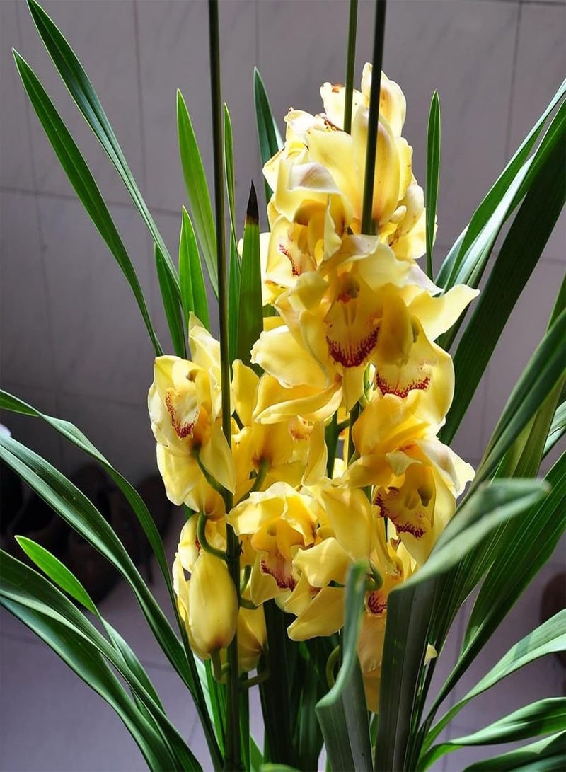 جي جوت 100 قطعة من بذور الزهور الفاخرة، بذور سيمبيديوم فابيري المزهرة الصديقة للبيئة، بذور زهور برتقالية عطرية طازجة للحديقة باللون الأصفر - Image 5