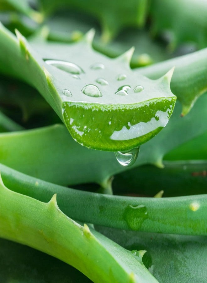 Jurlique Aloe Vera Hand Cream - 1.35 Fl Oz - Aloe Vera Hand Cream & Lotion for Women - For Dry Skin Types - Soothing Hand Lotion & Body Skincare - Australian Natural-Based Skincare - Image 3