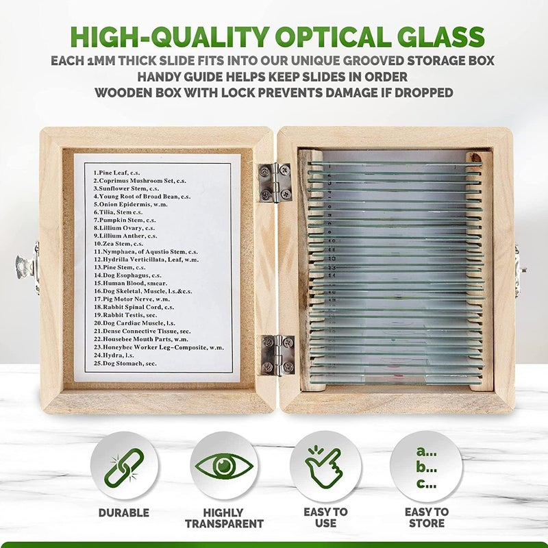 AmScope AmScope PS25W Prepared Microscope Slide Set for Basic Biological Science Education 25 Slides Includes Fitted Wooden Case  - Image 5
