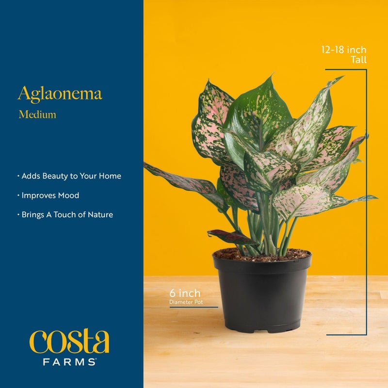 Costa Farms Chinese Evergreen Live Plant in Decorative Pot, Easy to Maintain, Air Purifying Indoor Houseplant, Home, Room, or Office Decor, House Warming or Birthday Gift, 12-18 Inches Tall - Image 4