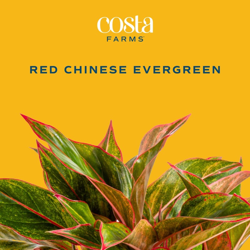 Costa Farms Chinese Evergreen Live Plant in Decorative Pot, Easy to Maintain, Air Purifying Indoor Houseplant, Home, Room, or Office Decor, House Warming or Birthday Gift, 12-18 Inches Tall - Image 3
