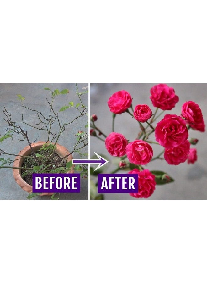 DIVINE TREE غذاء نباتي عضوي من ديفين تري لوردية الورد - لنمو النباتات - يعزز التفرع وإزهار الأزهار (50 جرام) - Image 3
