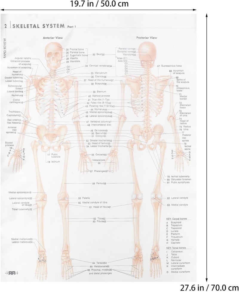 SOESFOUFU Human Skeletal Muscle Anatomy Poster 20X28Inch (50X70Cm) Silk Cloth Hanging Skeletal Structure Chart for Science Education and Office Decoration - Image 2