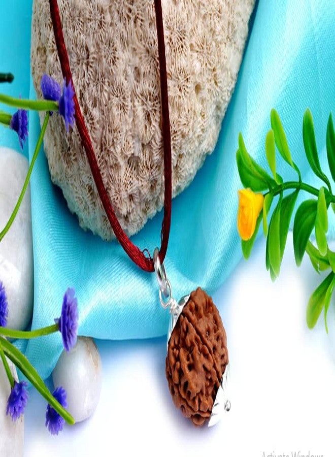 IRIS GEMS 5 Mukhi Rudraksha Easy to wear Silver Cap or Red Thread Nepali Rudraksha 5 Face Round Shape Brown Beads Original Certified by Lab Panch Mukhi for Mala कालाग्नि रुद्राक्ष - Image 2
