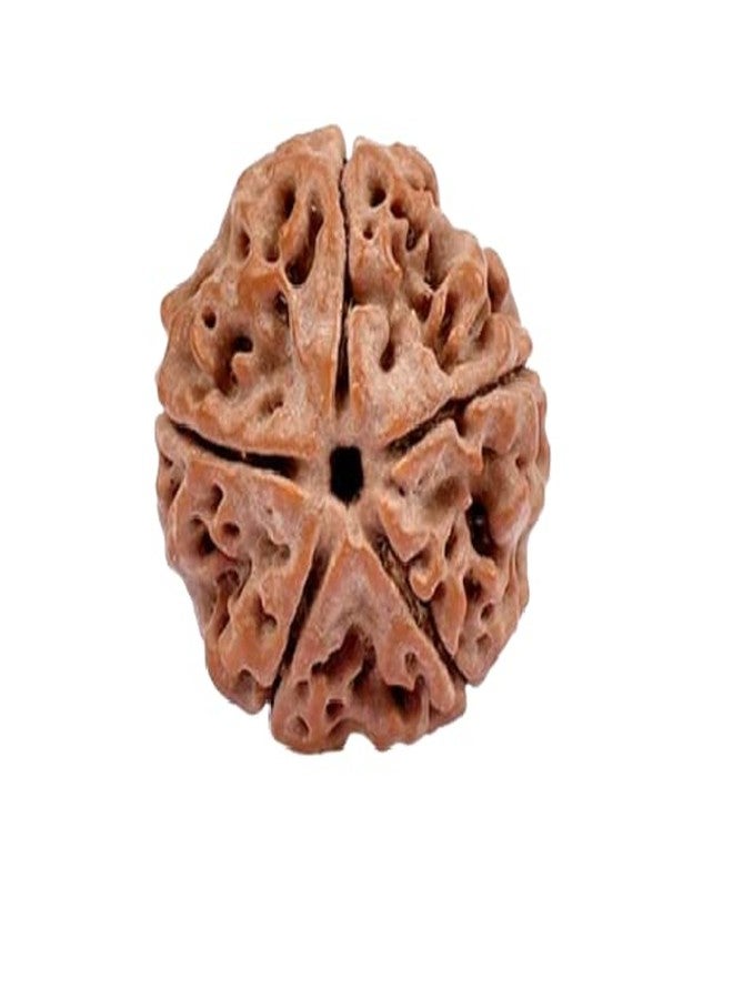 IRIS GEMS 5 Mukhi Rudraksha Easy to wear Silver Cap or Red Thread Nepali Rudraksha 5 Face Round Shape Brown Beads Original Certified by Lab Panch Mukhi for Mala कालाग्नि रुद्राक्ष - Image 1