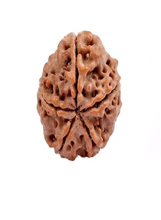 IRIS GEMS 5 Mukhi Rudraksha Easy to wear Silver Cap or Red Thread Nepali Rudraksha 5 Face Round Shape Brown Beads Original Certified by Lab Panch Mukhi for Mala कालाग्नि रुद्राक्ष - Image 3