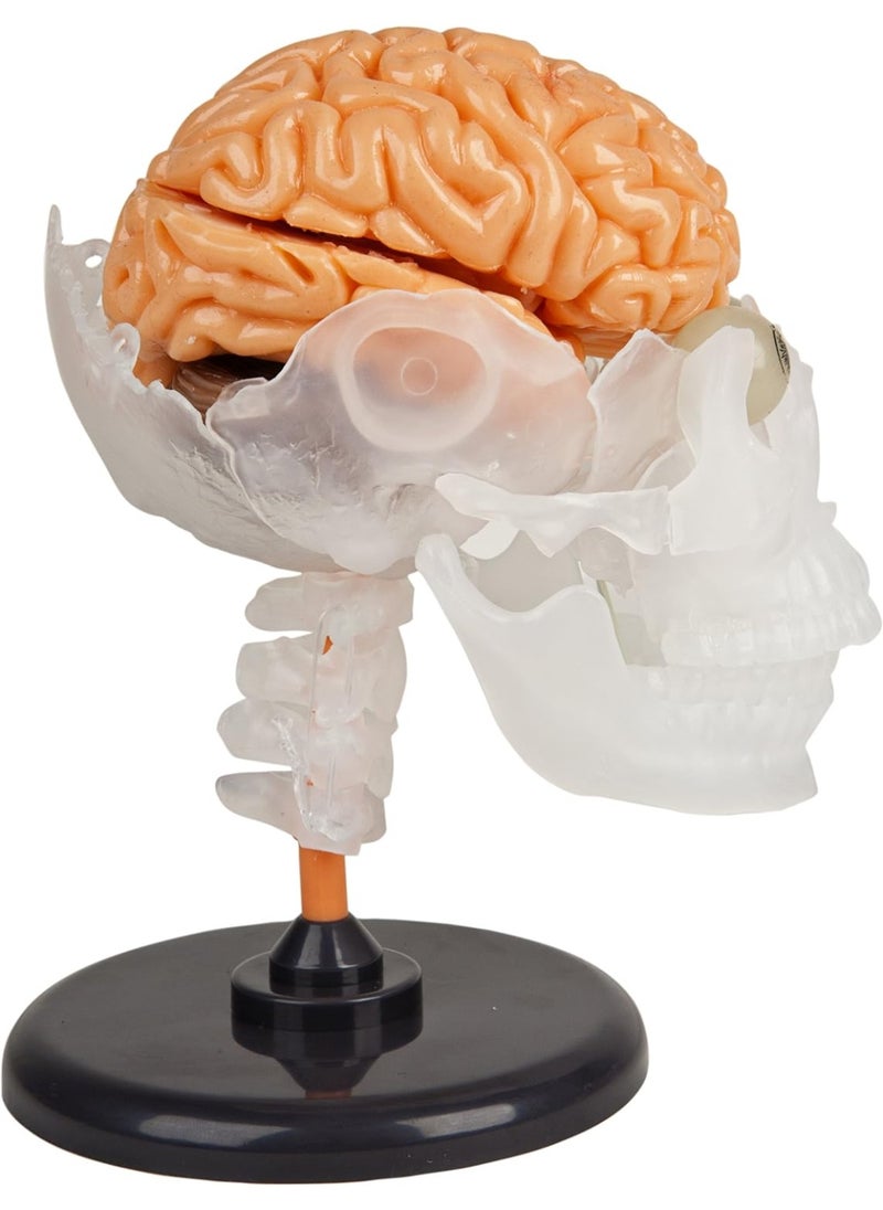 SmartLab - SmartLab Toys The Amazing Squishy Brain - Image 1