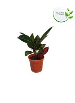 Indoor Natural Plants And Trees - pzsku/ZAE80FB786466FA9C9DB1Z/45/_/1729606973/6ea3733d-9d68-4a76-8165-df5ec355c42d