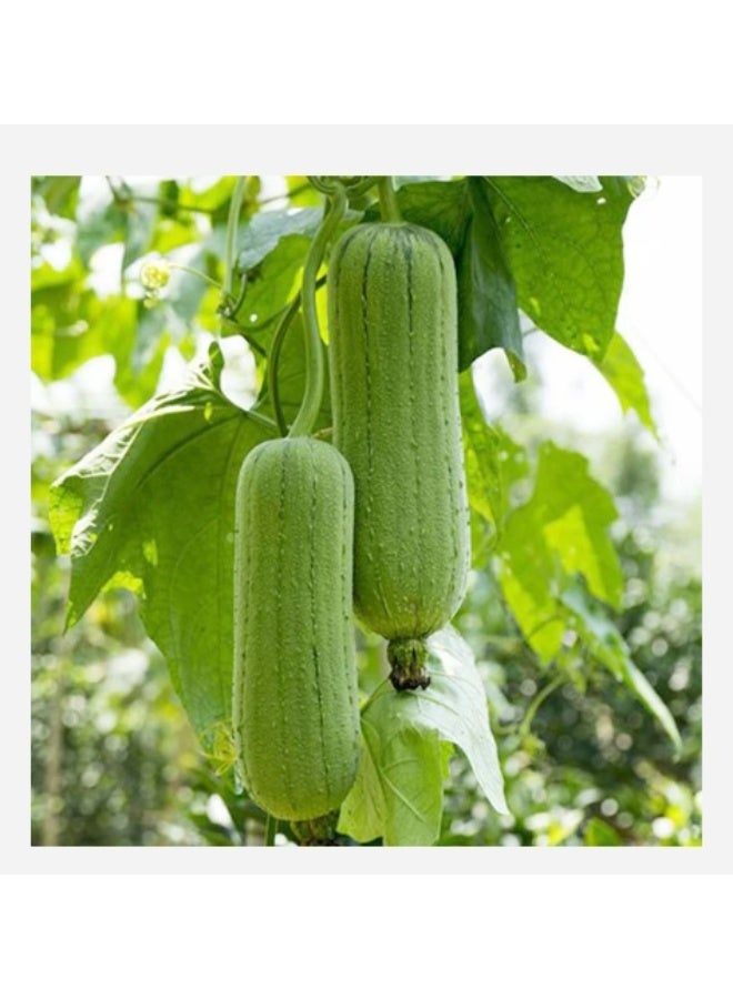 50PCS Loofah Seeds Organic Green Fresh Climbing Seeds for Planting Outdoor Easy to Grown - Image 2