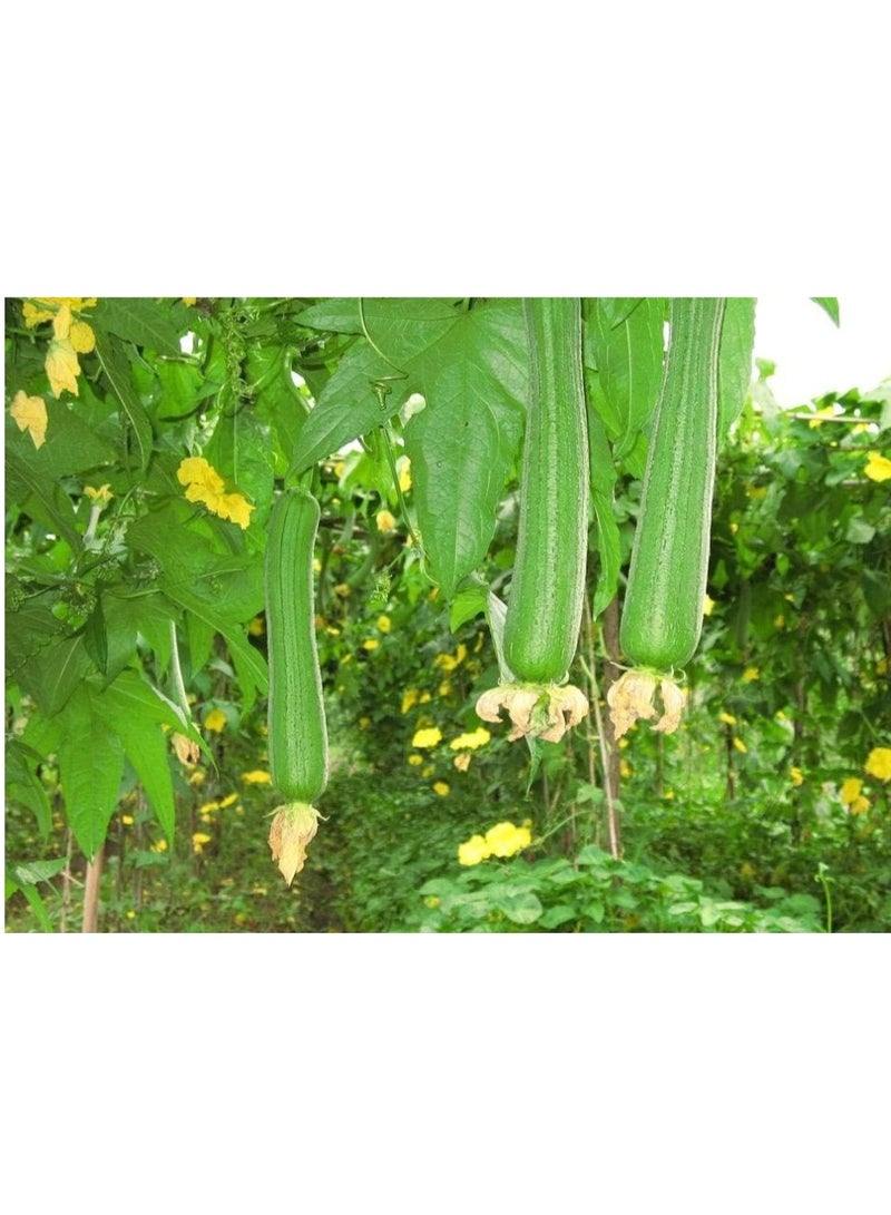 50PCS Loofah Seeds Organic Green Fresh Climbing Seeds for Planting Outdoor Easy to Grown - Image 3