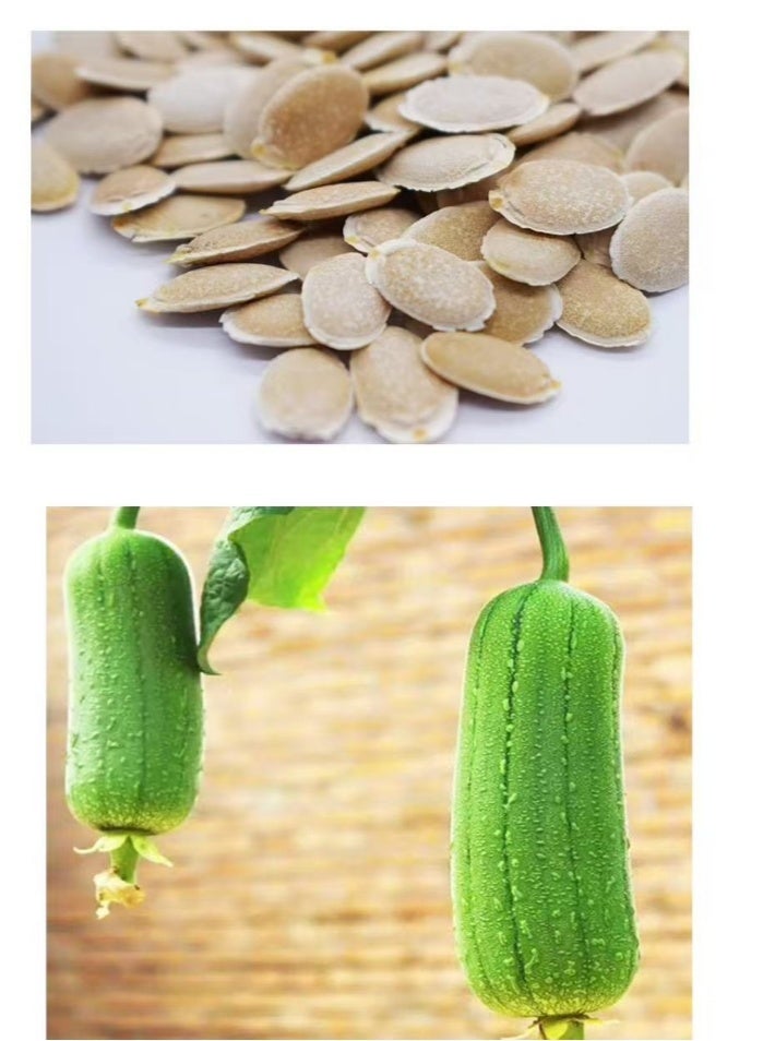 50PCS Loofah Seeds Organic Green Fresh Climbing Seeds for Planting Outdoor Easy to Grown - Image 1