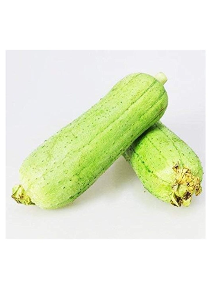 50PCS Loofah Seeds Organic Green Fresh Climbing Seeds for Planting Outdoor Easy to Grown - Image 4