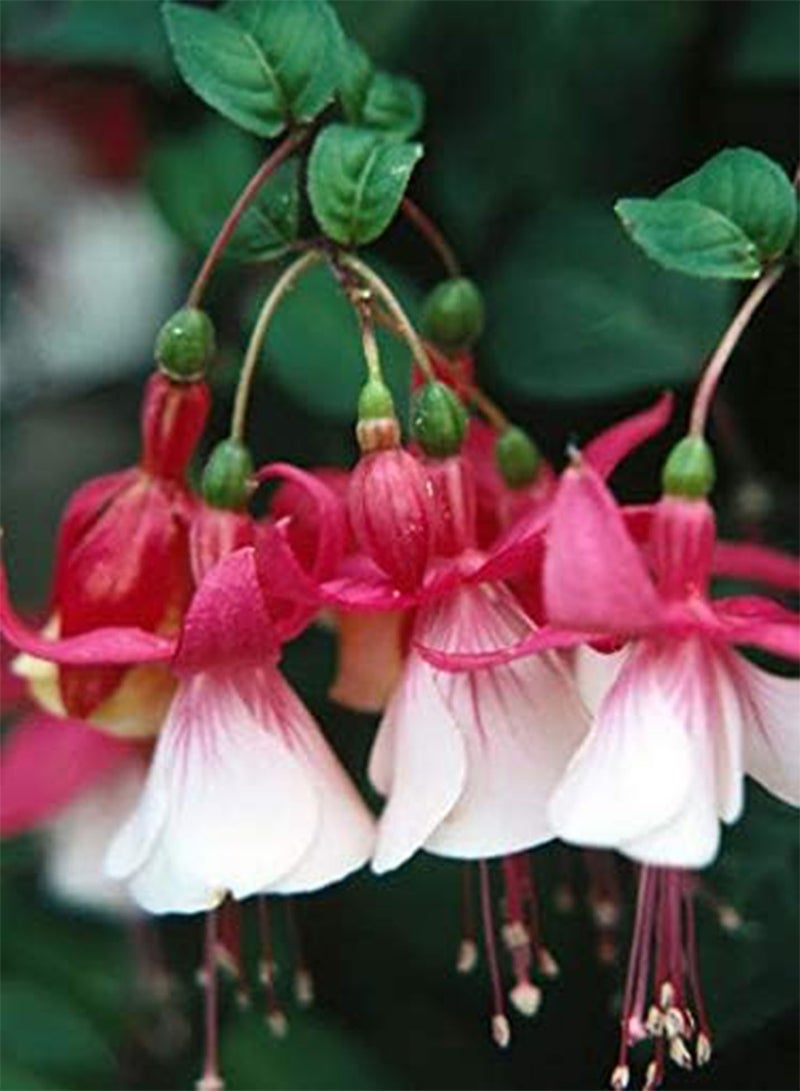 GGOOT seeds Fresh 100 pcs Fuchsias Flower Seeds for Planting White 2