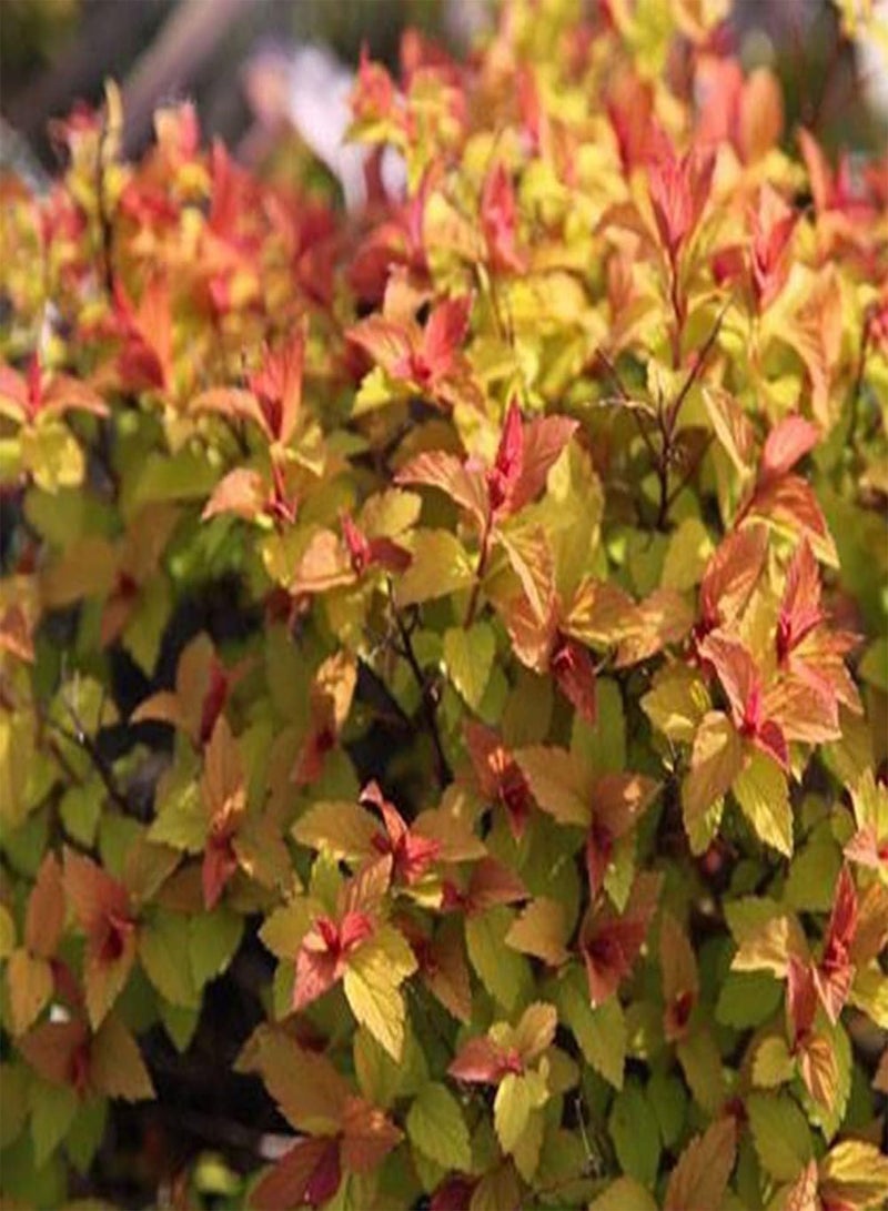 GGOOT 30pcs Special Varieties Attractive Spiraea Seeds Faint Fragrance Blooming Flowers Can Decorate Flower Bed Border Window Frame - Image 1