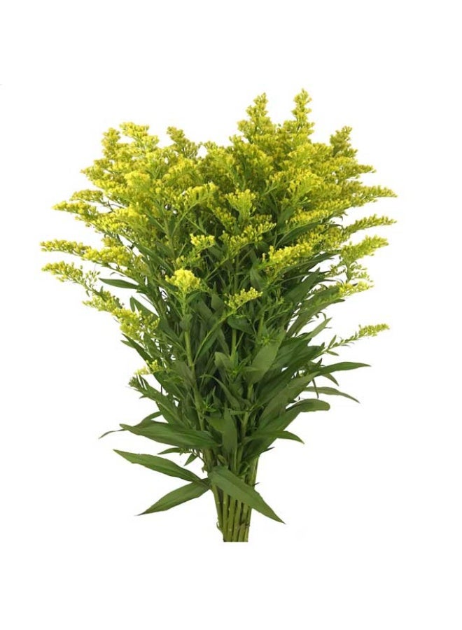 Solidago , 70cm - 10 Stems, Kenya