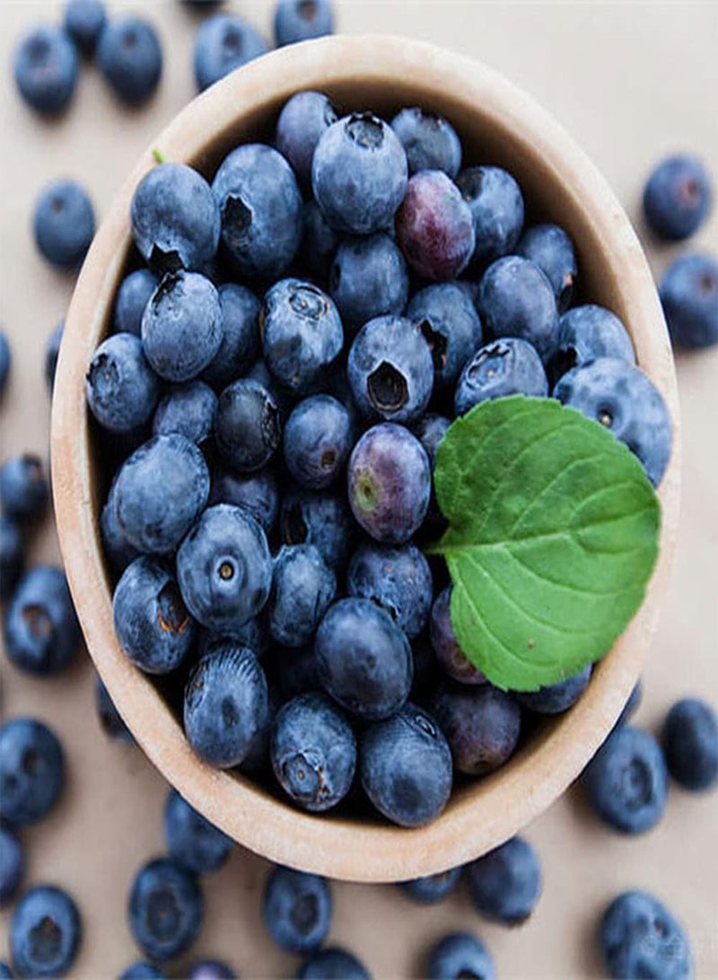GGOOT 300Pcs Blueberry Seeds for Outdoor Garden Planting Delicious and Attractive Blue Fruit is The Best Choice for Family Dining Table - Image 1
