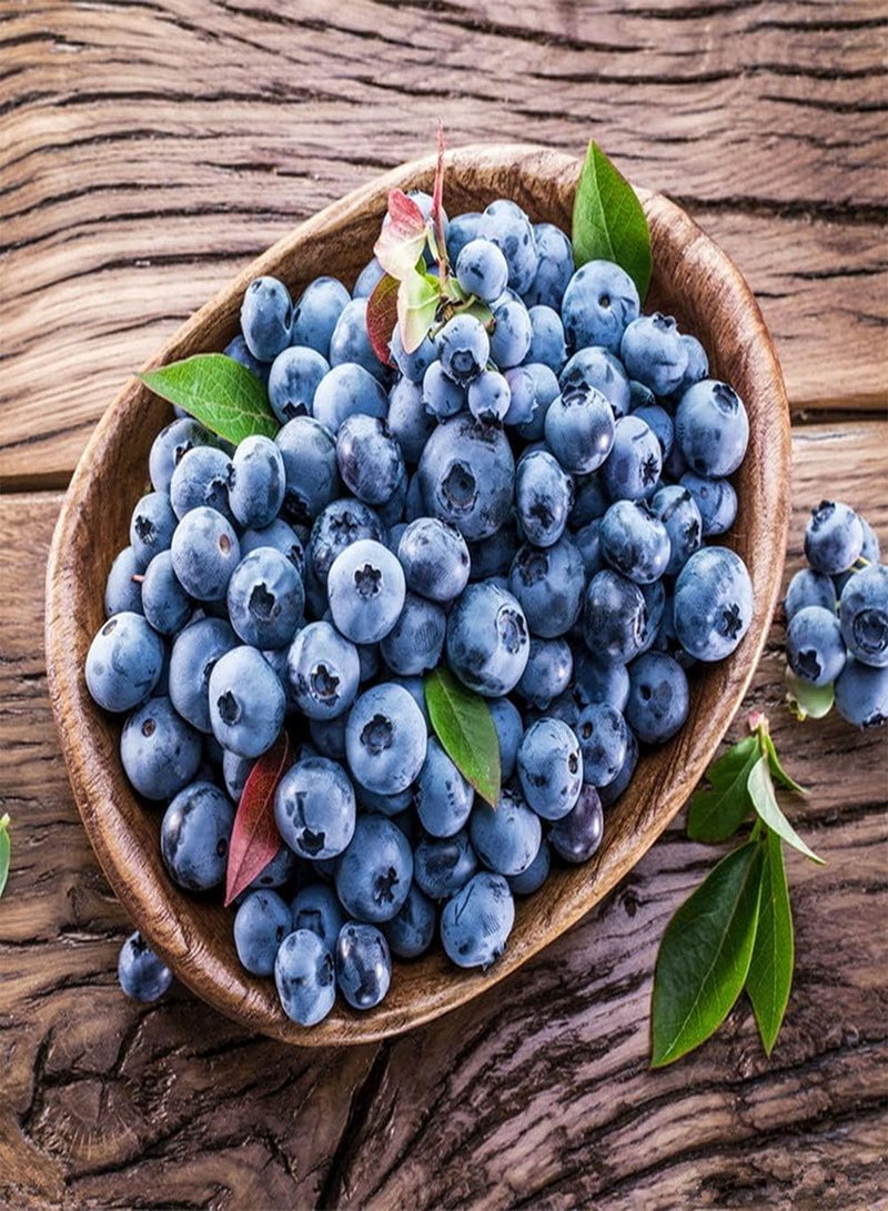 GGOOT 300Pcs Blueberry Seeds for Outdoor Garden Planting Delicious and Attractive Blue Fruit is The Best Choice for Family Dining Table - Image 2