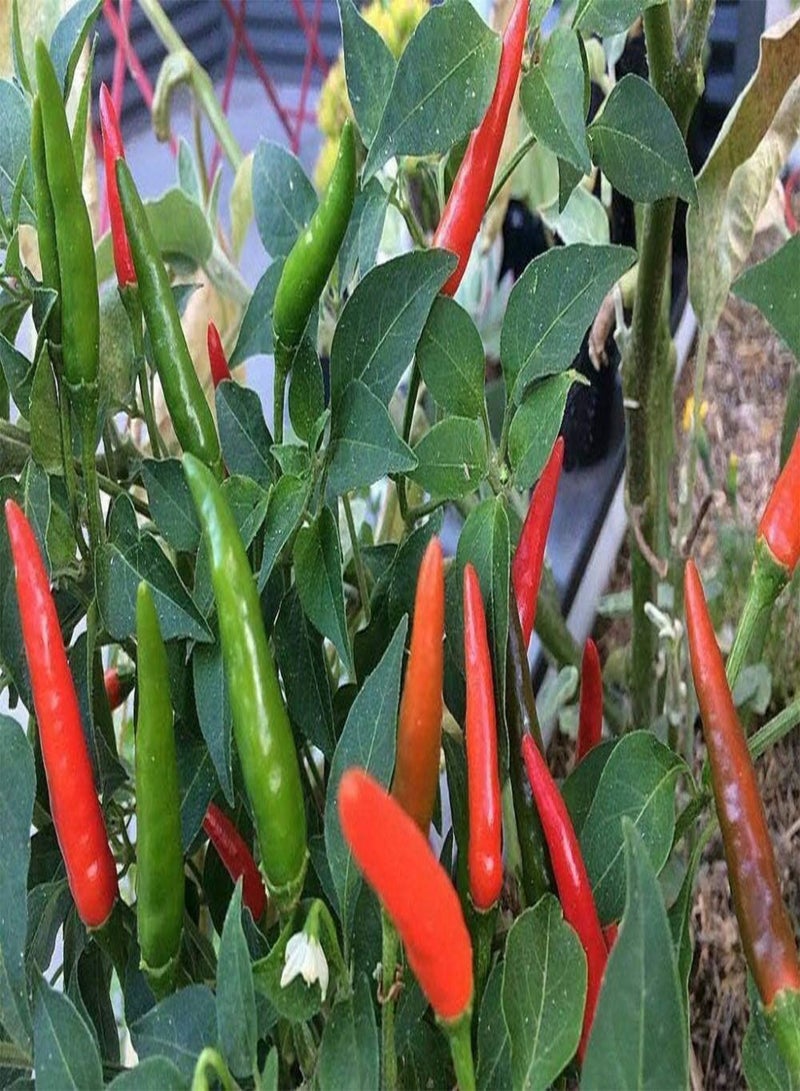 GGOOT Birds Eye (Hot) Chilli Pepper 10 x Vegetable/Fruit Seeds - Image 1