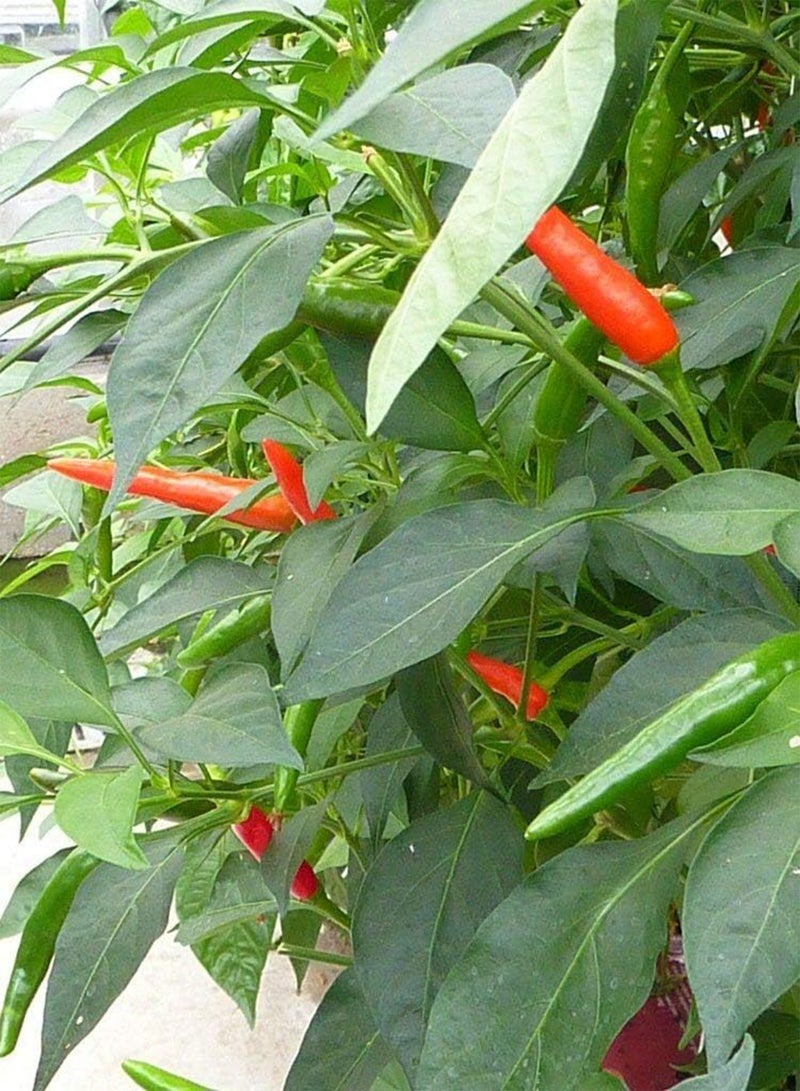 GGOOT Birds Eye (Hot) Chilli Pepper 10 x Vegetable/Fruit Seeds - Image 2
