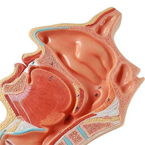 EVOTECH SCIENTIFIC Life Size Nasal Oral Cavity Throat 1:1 Human Nasopharynx Laryngopharyngeal Nasal Cavity, Oral Cavity, Pharynx, Larynx, Anatomical Model, - Image 5