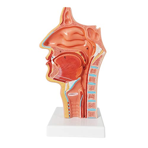 EVOTECH SCIENTIFIC Life Size Nasal Oral Cavity Throat 1:1 Human Nasopharynx Laryngopharyngeal Nasal Cavity, Oral Cavity, Pharynx, Larynx, Anatomical Model, - Image 1