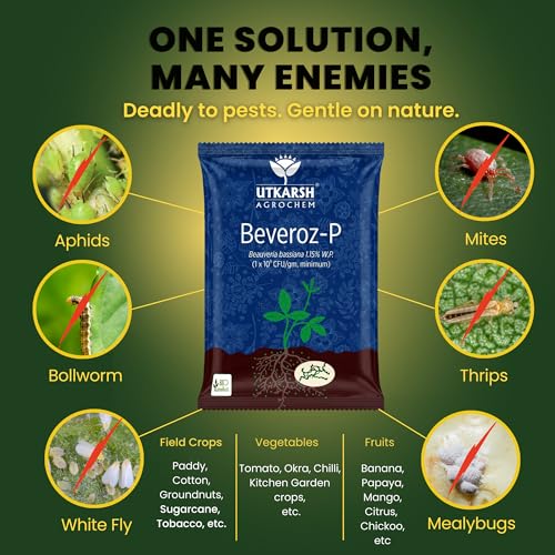 Utkarsh Beauveria Bassiana 1.15% W.P. 1 x 10^8 CFU/gm min. for Plants, Crops and Home Gardening - Beveroz-P (250 gm; Pack of 1) - Image 4