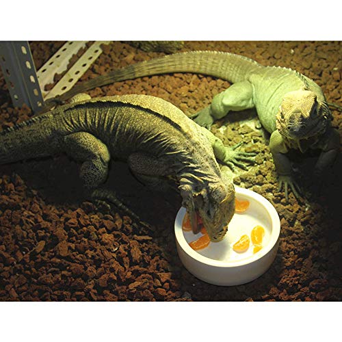 Abustle pig Reptile Food Water Bowl, 2 pcs Ceramics Worm Dish ,Anti-Escape Reptile Water Feeder ,Mealworm Bowl for Lizard Gecko Bearded Dragon, (S,M,L) (Large) - Image 2