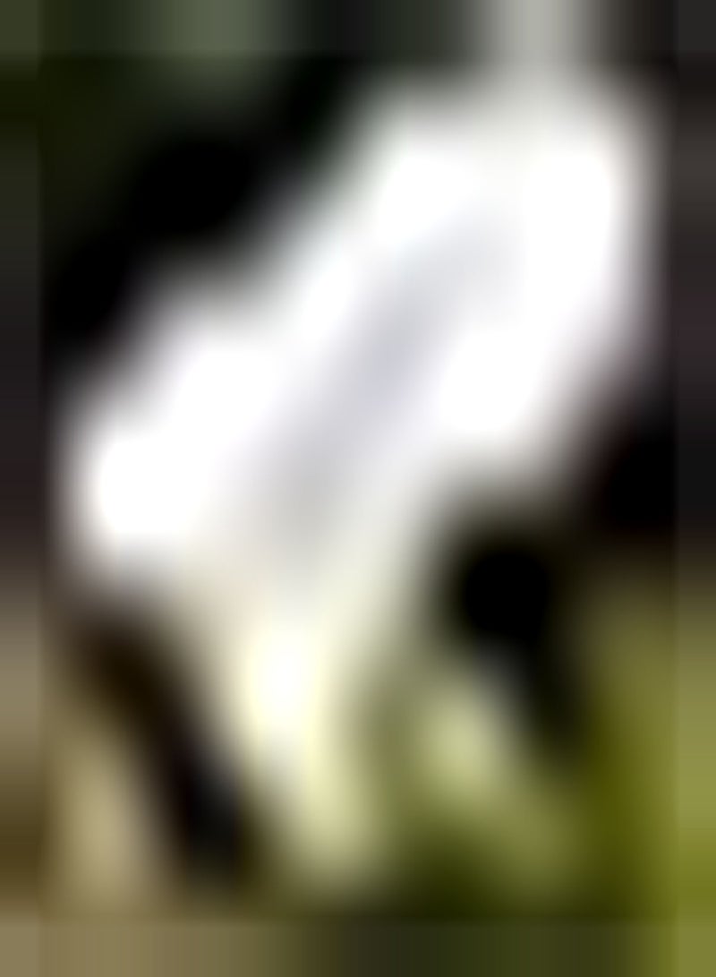 جي جوت 3 قطع من بذور زهرة الكالا البيضاء مناسبة للزراعة في الحديقة أو في أوعية الزهور أو لتزيين عتبة النافذة أو بذور الكالا ذات التأثير البيئي الجيد - Image 2