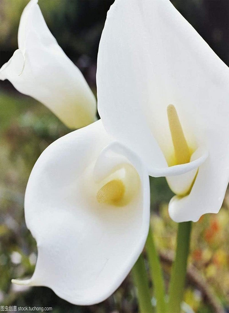 جي جوت 3 قطع من بذور زهرة الكالا البيضاء مناسبة للزراعة في الحديقة أو في أوعية الزهور أو لتزيين عتبة النافذة أو بذور الكالا ذات التأثير البيئي الجيد - Image 1