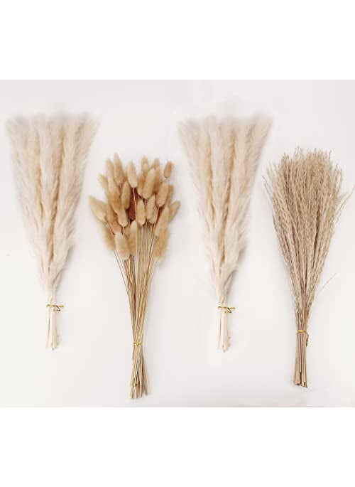 ANPROOR Natural Dried Pampas Grass Decor White Pampas Grass Bunny Tails Dried Flowers Reed Grass Bouquet for Wedding Boho Flowers Home Table Decor Rustic Farmhouse Party 100 in Total 