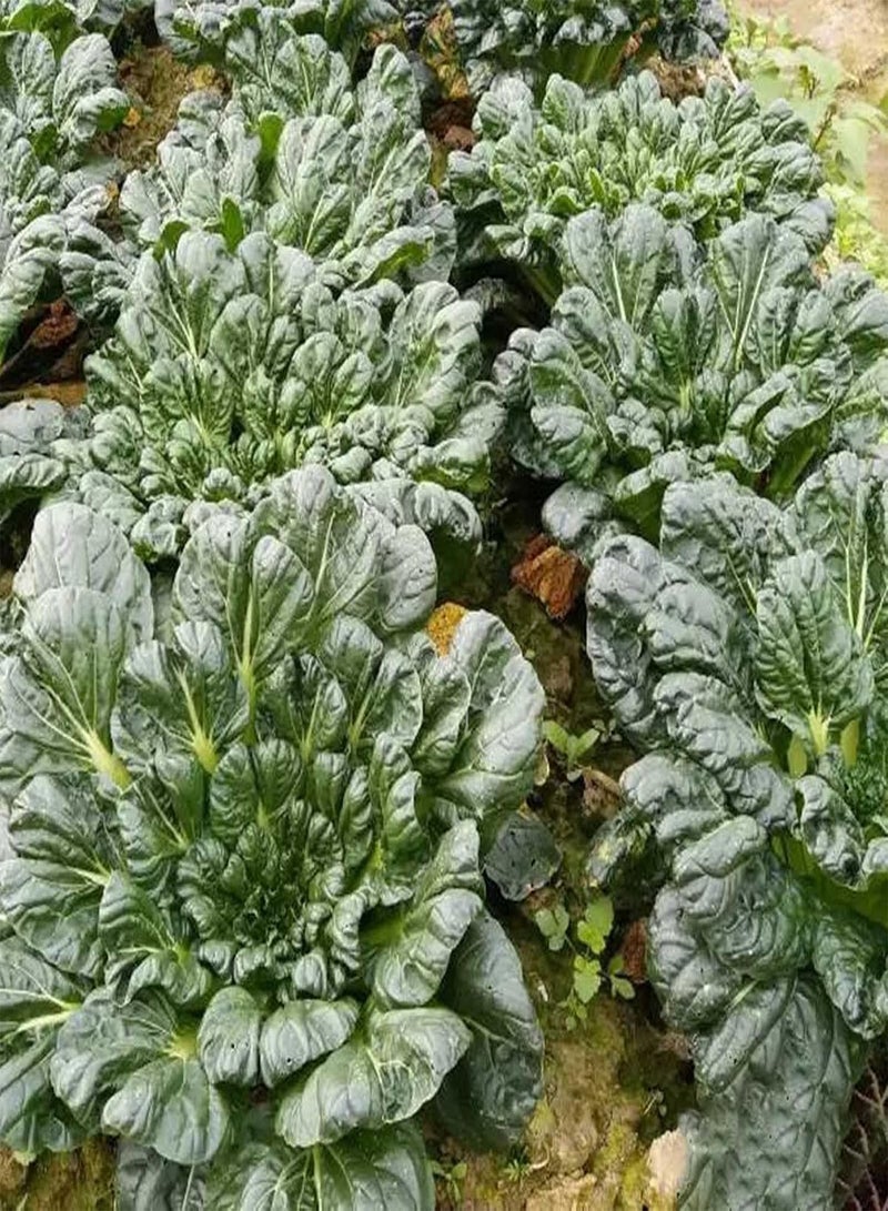 جي جوت 500 قطعة/حقيبة بذور باك تشوي أوراق على شكل ملعقة غير معدلة وراثيًا شتلات خضراء للحديقة الخارجية للمنزل وفناء المنزل بذور خردل تاتسوي ناعمة - Image 3