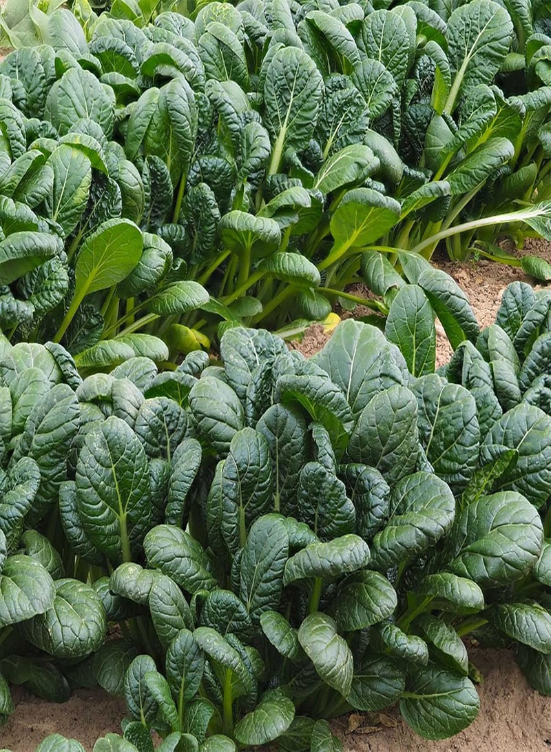 جي جوت 500 قطعة/حقيبة بذور باك تشوي أوراق على شكل ملعقة غير معدلة وراثيًا شتلات خضراء للحديقة الخارجية للمنزل وفناء المنزل بذور خردل تاتسوي ناعمة - Image 2