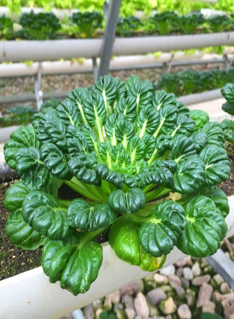 جي جوت 500 قطعة/حقيبة بذور باك تشوي أوراق على شكل ملعقة غير معدلة وراثيًا شتلات خضراء للحديقة الخارجية للمنزل وفناء المنزل بذور خردل تاتسوي ناعمة - Image 4