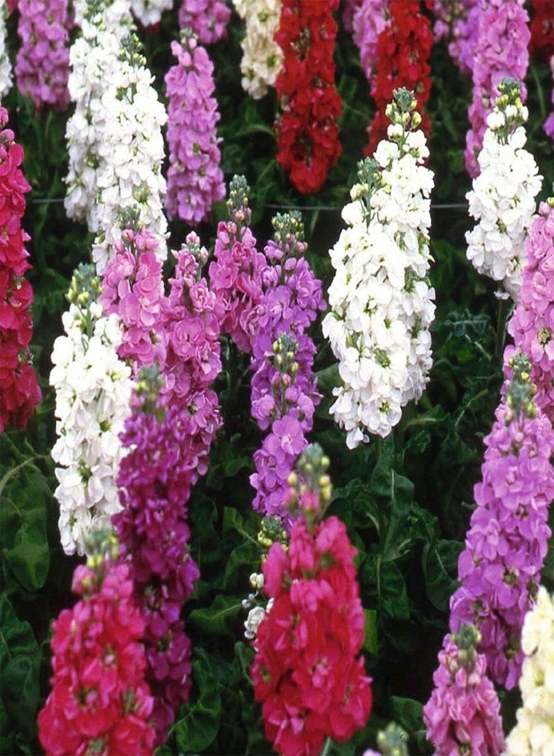 GGOOT Stock Dwarf Ten Week Mixed - Matthiola incana Flower Seeds, Colourful Dwarf Compact Mixed Flowers Home Garden Planting by Heavy Torch, 100 Seeds
