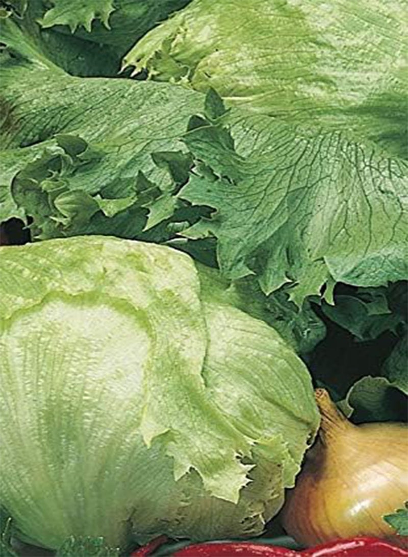 GGOOT Seed of Summer Salads Collection (Carrot Amsterdam 3, Lettuce Iceberg 2, Onion Spring Ishikura & Rocket) - Image 2