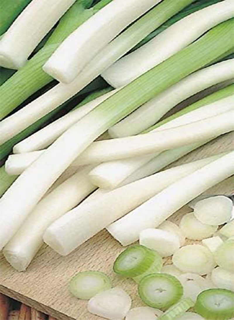 GGOOT Seed of Summer Salads Collection (Carrot Amsterdam 3, Lettuce Iceberg 2, Onion Spring Ishikura & Rocket) - Image 3