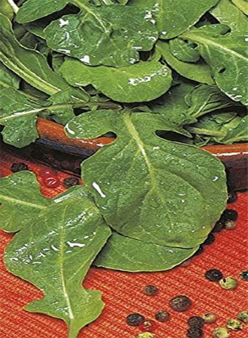 GGOOT Seed of Summer Salads Collection (Carrot Amsterdam 3, Lettuce Iceberg 2, Onion Spring Ishikura & Rocket) - Image 4