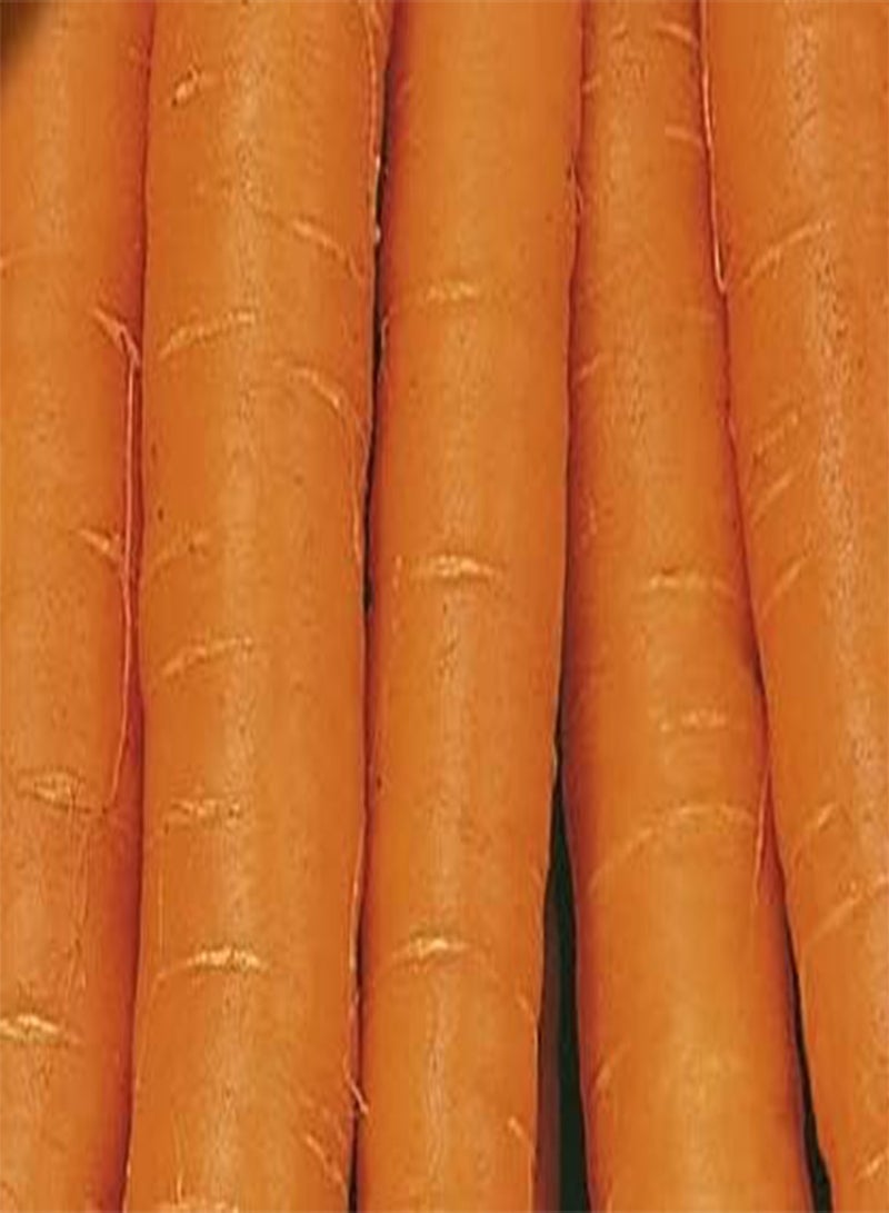 GGOOT Seed of Summer Salads Collection (Carrot Amsterdam 3, Lettuce Iceberg 2, Onion Spring Ishikura & Rocket) - Image 1