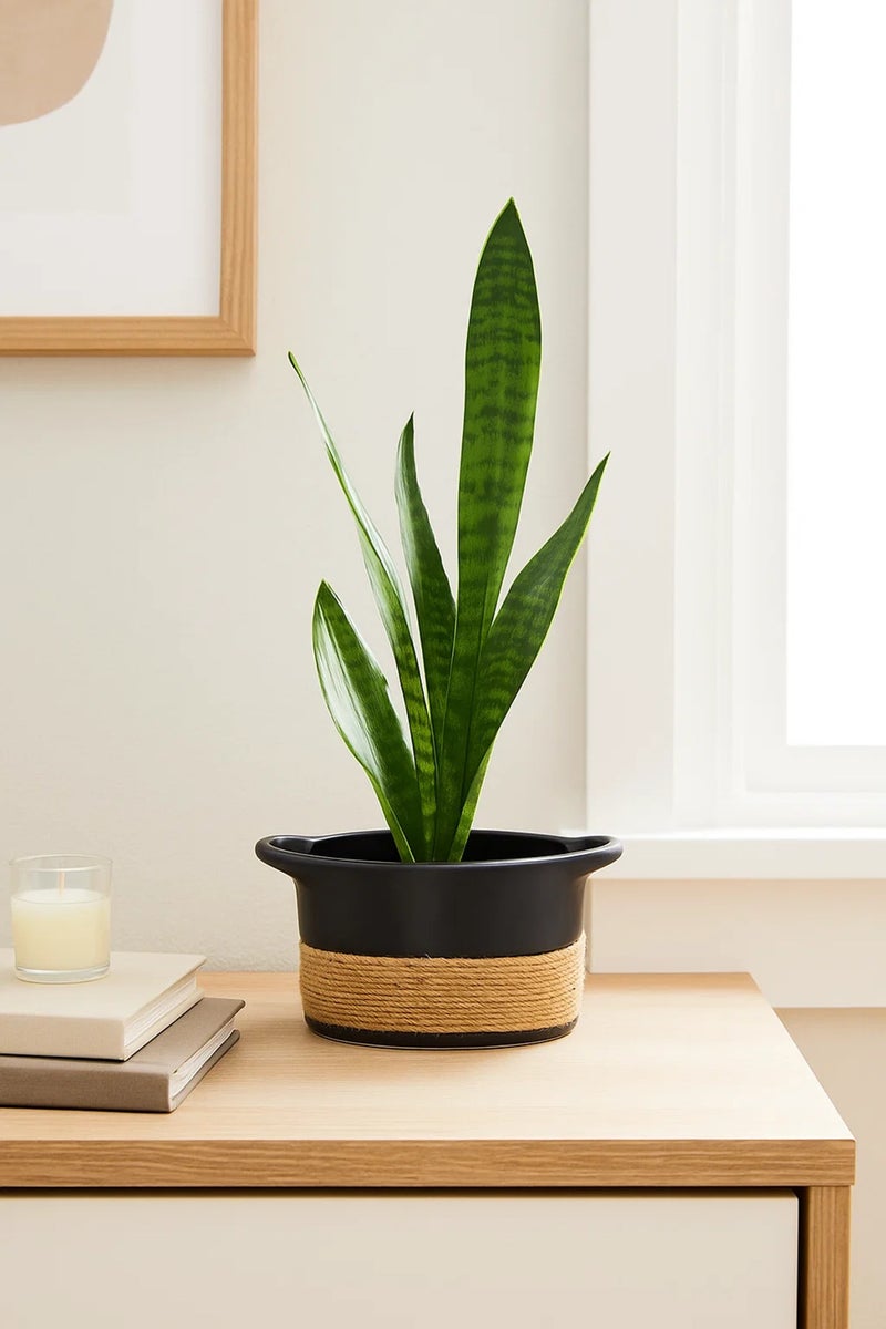 ماريا هومز وعاء سلة سيراميك أسود – وعاء زخرفي حديث بتصميم حبال لديكور المنزل - Image 2