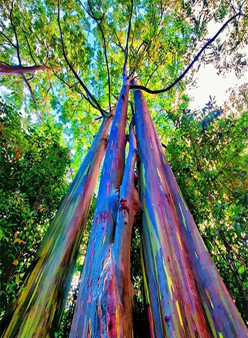 GGOOT 100Pcs Eucalyptus Seeds Multiuse Ornamental Perennial Tree Seeds Mottled Light Shadow Through Leaves Bring Aesthetic Feeling - Image 1