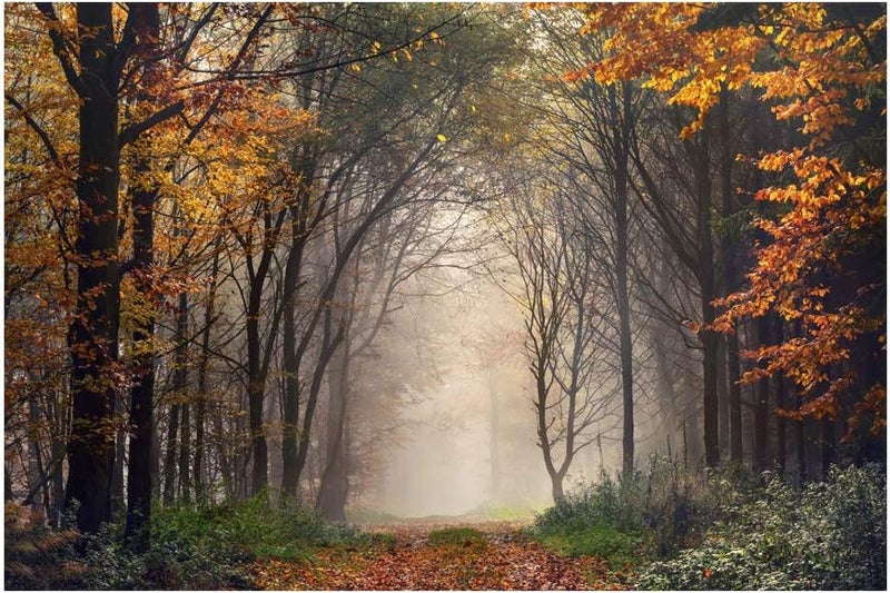 999Store Printed Foggy Forest and Tree with Yellow Leaves Painting Wall Art (Canvas_18X30 Inches_Multi) - Image 2