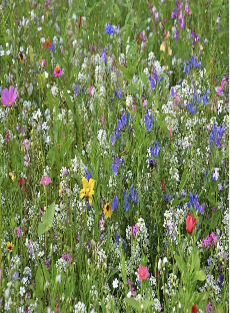 GGOOT 10 g Bulk Value Mix Wildflower Seeds Butterfly Bee Attracting Naturalising Wild Flower Seed Giant Wildflower Seeds for Bees and Butterflies UK Seeds  - Image 1