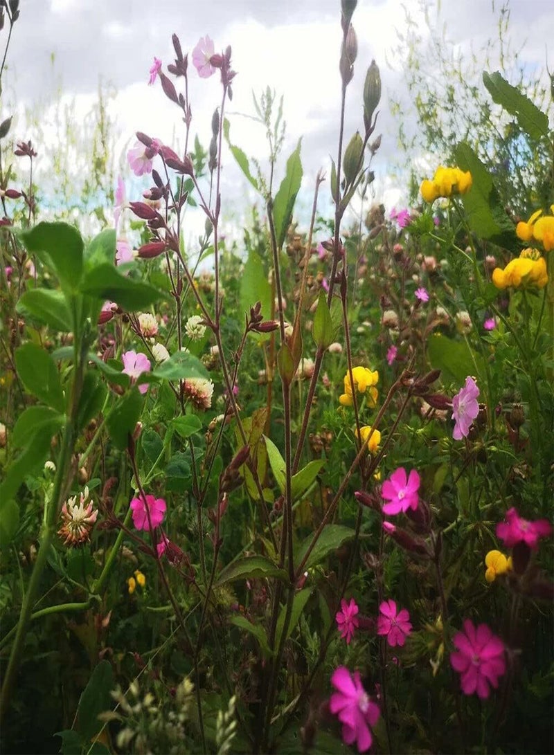 GGOOT 10 g Bulk Value Mix Wildflower Seeds Butterfly Bee Attracting Naturalising Wild Flower Seed Giant Wildflower Seeds for Bees and Butterflies UK Seeds  - Image 4