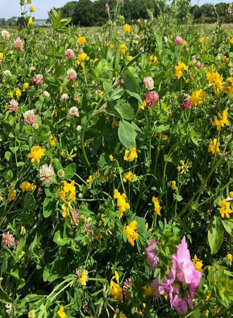 GGOOT 10 g Bulk Value Mix Wildflower Seeds Butterfly Bee Attracting Naturalising Wild Flower Seed Giant Wildflower Seeds for Bees and Butterflies UK Seeds  - Image 3