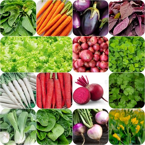 GROW DELIGHT Pak Choi (Pak Choi) (100 Seeds) Exotic Vegetable Seeds for Home Garden, Organic & Hybrid, Perfect for Home Gardening, Planting For Pots and Patio - Image 1