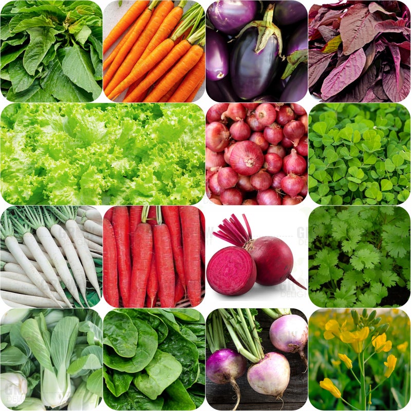GROW DELIGHT Pak Choi (Pak Choi) (100 Seeds) Exotic Vegetable Seeds for Home Garden, Organic & Hybrid, Perfect for Home Gardening, Planting For Pots and Patio - Image 4